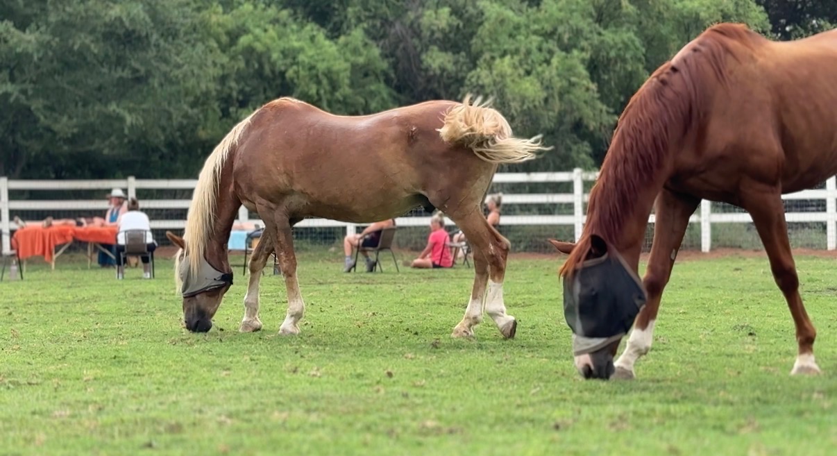 Two horses grazing in a green pasture during the horse healing experience